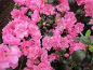 Preview: Rhododendron obtusum Rosinetta