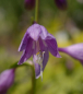 Preview: Hosta venusta Beauty King - Garten-Funkie -