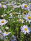 Preview: Kalimeris incisa Blue Star - Schön-Aster -