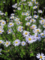 Preview: Kalimeris incisa Blue Star - Schön-Aster -