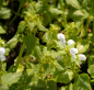 Preview: Lamium maculatum Album - Gefleckte Taubnessel -
