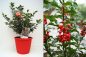 Preview: Ilex meserveae Blue Princess 1