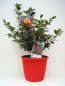Preview: Ilex meserveae Blue Princess 3