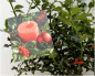 Preview: Ilex meserveae Blue Princess 4