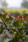 Preview: Ilex meserveae Blue Angel ® - immergrüne Stechpalme (Stechhülse) 30-40 cm 5L-Dekorationstopf