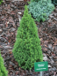 Preview: Picea glauca Zwergzuckerhut (20-25 cm) im weihnachtsroten Dekortopf & Weihnachtsgrußetikett