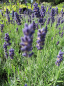Preview: Lavandula angustifolia Twickel Purple - Garten-Lavendel -