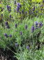 Preview: Lavandula angustifolia Twickel Purple - Garten-Lavendel -