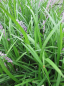 Preview: Liriope muscari Big Blue  - Glöckchentraube - Lilientraube - 30-40