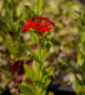Preview: Lychnis chalcedonica Brennende Liebe - Scharlachlichtnelke - Brennende Liebe -