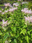 Preview: Monarda fistulosa Fishes - Indianernessel -
