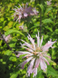 Preview: Monarda fistulosa Fishes - Indianernessel -