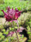 Preview: Monarda fistulosa Scorpion - Indianernessel -
