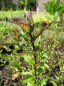 Preview: Monarda fistulosa Scorpion - Indianernessel -