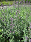 Preview: Nepeta faassenii Dropmore Scarlet - Katzenminze -