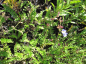 Preview: Polemonium reptans Blue Pearl - Kriechende Jakobsleiter -