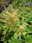 Preview: Polygonum polymorphum Weyrichii - Buschknöterich -