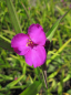Preview: Tradescantia x andersoniana Karminglut - Dreimasterblume -