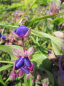 Preview: Tradescantia x andersoniana Zwanenburg Blue - Dreimasterblume -
