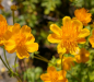 Preview: Trollius chinensis Golden Queen - Trollblume -