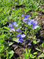 Preview: Veronica prostrata - Niederliegender Ehrenpreis -