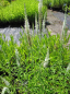 Preview: Veronica virginica White Jolanda - Garten-Ehrenpreis -