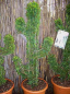 Preview: Cupressocyparis leylandii Castlewellan Gold Figur Kaktus  - Bastardzypresse -