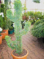 Preview: Cupressocyparis leylandii Castlewellan Gold Figur Kaktus  - Bastardzypresse -