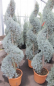 Preview: Cupressus arizonica Fastigiata Spirale - Arizona-Zypresse -