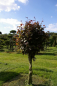 Preview: Fagus sylvatica purpurea  - Blutbuche - Purpurbuche - Stamm 80
