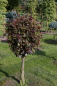 Preview: Fagus sylvatica purpurea  - Blutbuche - Purpurbuche - Stamm 80