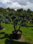 Preview: Juniperus squamata Meyeri Formschnitt  - Blauzeder-Wacholder -160