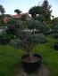 Preview: Juniperus squamata Meyeri Formschnitt  - Blauzeder-Wacholder -160