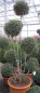 Preview: Ligustrum delavayanum Formschnitt-Bonsai - Kugel-Liguster - 200-250