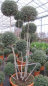 Preview: Ligustrum delavayanum Formschnitt-Bonsai - Kugel-Liguster - 200-250