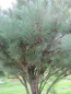 Preview: Pinus densiflora Pumila Formschnitt-Schirm - Strauchige Rotkiefer - 200x270