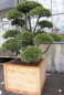 Preview: Pinus mugo Gnom Formschnitt - Gnomenkiefer - 200-225