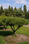 Preview: Pinus mugo Mops Formschnitt - Zwergkiefer - 120x95