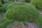 Preview: Pinus mugo Mops Formschnitt - Zwergkiefer - 120x95