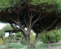 Preview: Pinus mugo Mops Formschnitt - Zwergkiefer - 120x95