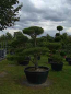 Preview: Pinus nigra Austriaca Formschnitt - Österreichische Schwarzkiefer - 250