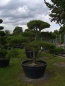 Preview: Pinus nigra Austriaca Formschnitt - Österreichische Schwarzkiefer - 250