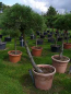 Preview: Pinus nigra Austriaca Stamm - Österreichische Schwarzkiefer - 160