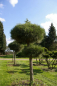 Preview: Pinus nigra ssp. nigra Sol. - Schwarzkiefer - 180