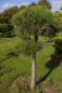Preview: Pinus nigra ssp. nigra Sol. - Schwarzkiefer - 180
