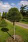 Preview: Pinus nigra ssp. nigra Stamm - Schwarzkiefer - 140