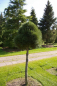 Preview: Pinus nigra ssp. nigra Stamm - Schwarzkiefer - 140