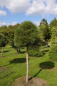 Preview: Pinus nigra ssp. nigra Stamm - Schwarzkiefer - 140