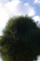 Preview: Pinus nigra ssp. nigra Stamm - Schwarzkiefer - 140