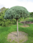 Preview: Pinus sylvestris  Glauca Formschnitt-Schirm - Blaue Bergkiefer - 200-250